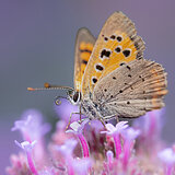 Butterflies
